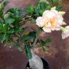 Adenium with Mixed Colour Flowers » Flowering Plants