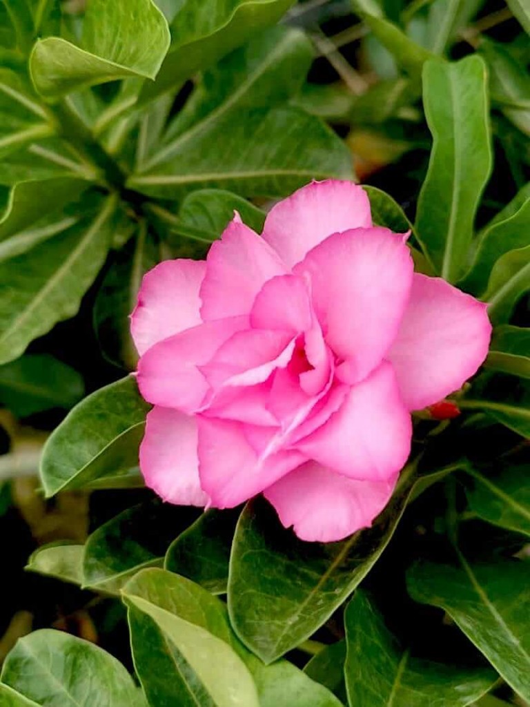 Adenium with Pink Flowers » Flowering Plants
