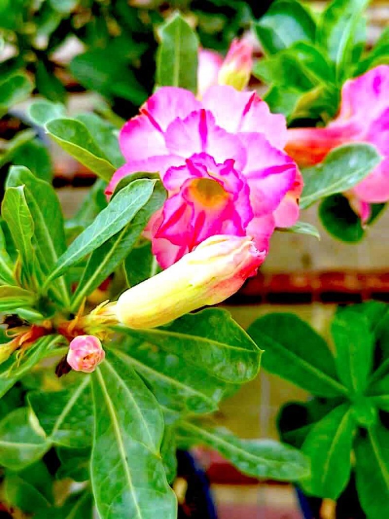 Adenium with Pink Flowers » Flowering Plants