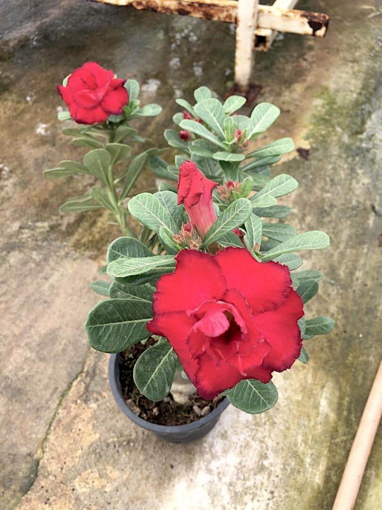 Adenium with Red Flowers » Flowering Plants