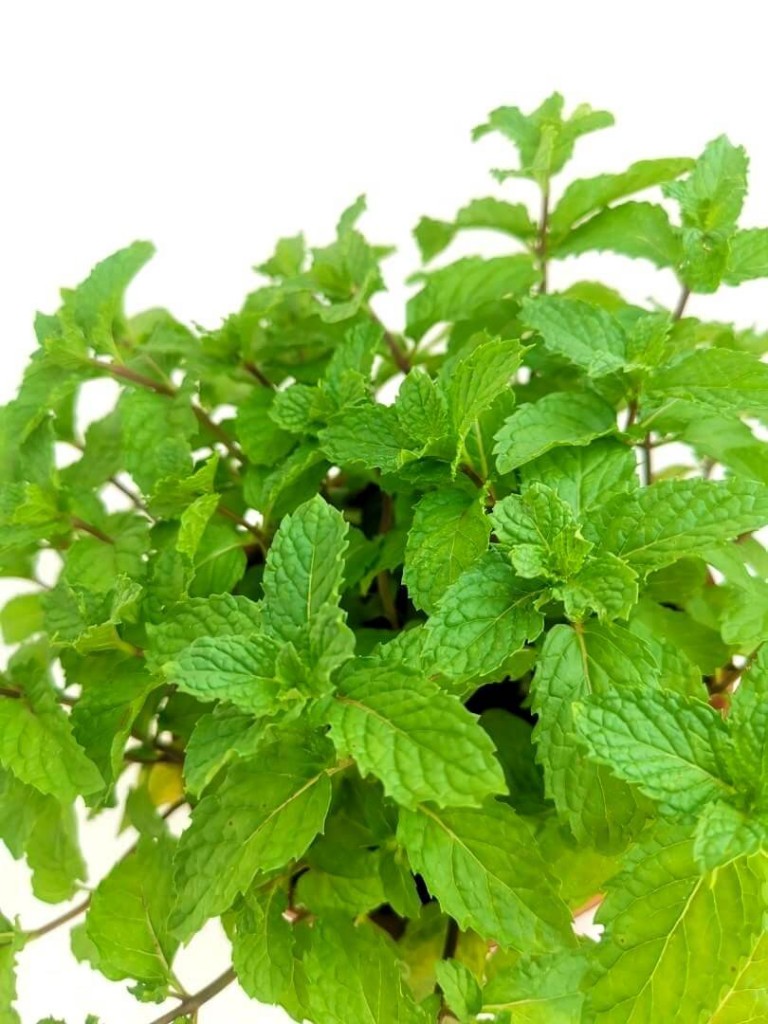 Normal Mint Common Mint – Teo Joo Guan