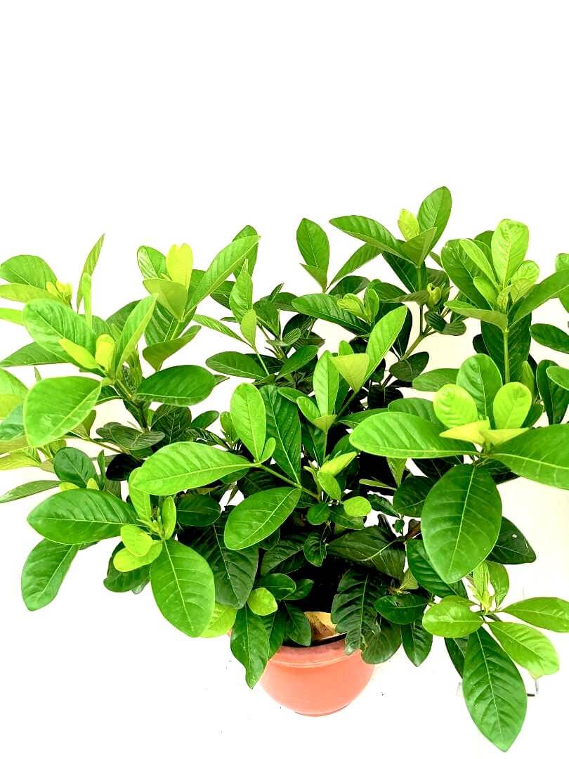 Gardenia » Flowering Plants Gardenia » Flowering Plants