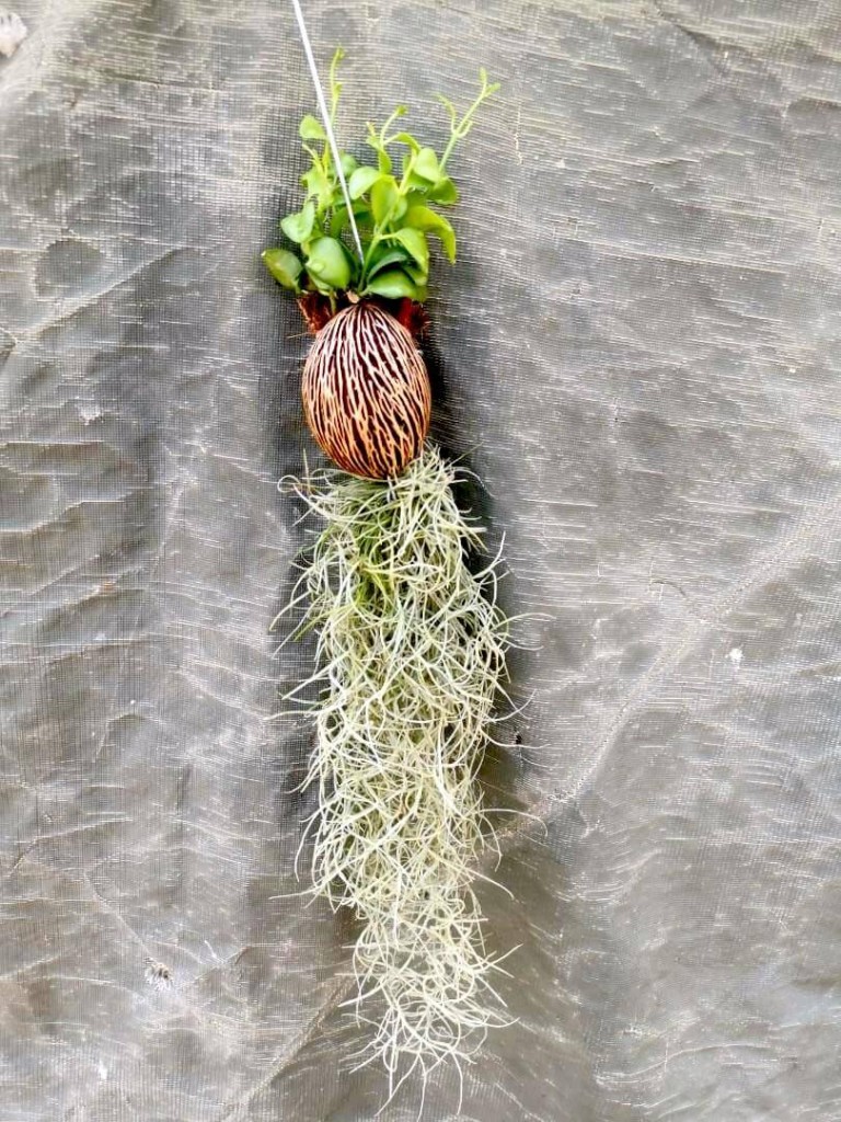 Hanging Ornamental Plant » Foliage • Teo Joo Guan