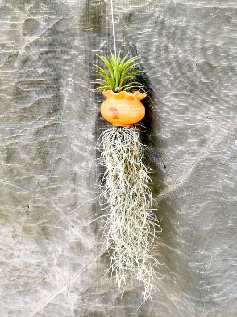 Hanging Ornamental Plant » Foliage • Teo Joo Guan