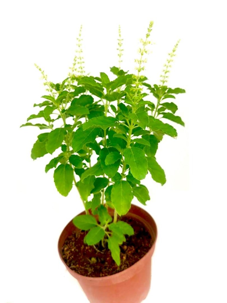 Holy Basil (Thulasi) » Herbs 'n' Spices