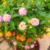 Lantana Bonsai / Lantana Camara » Flowering Plants