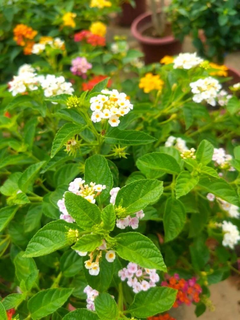 Lantana Bonsai / Lantana Flowers » Flowering Plants