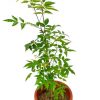 Neem Plant » Herbs 'n' Spices