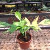 Philodendron Florida Beauty » Exotic Foliage