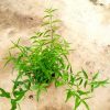 Sabah Snake Grass » Herbs 'n' Spices