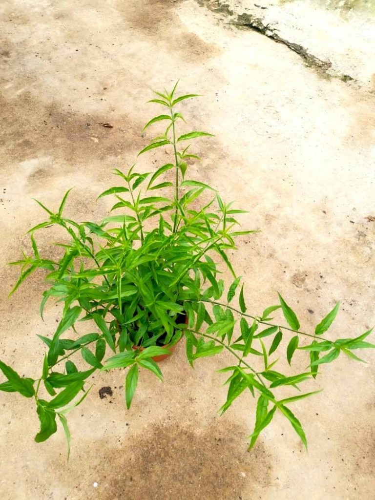 Sabah Snake Grass » Herbs 'n' Spices