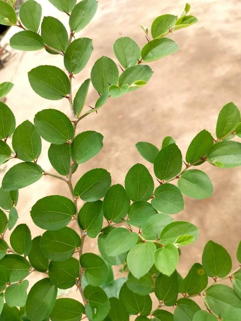 Jujube Leaves » Fruit Trees