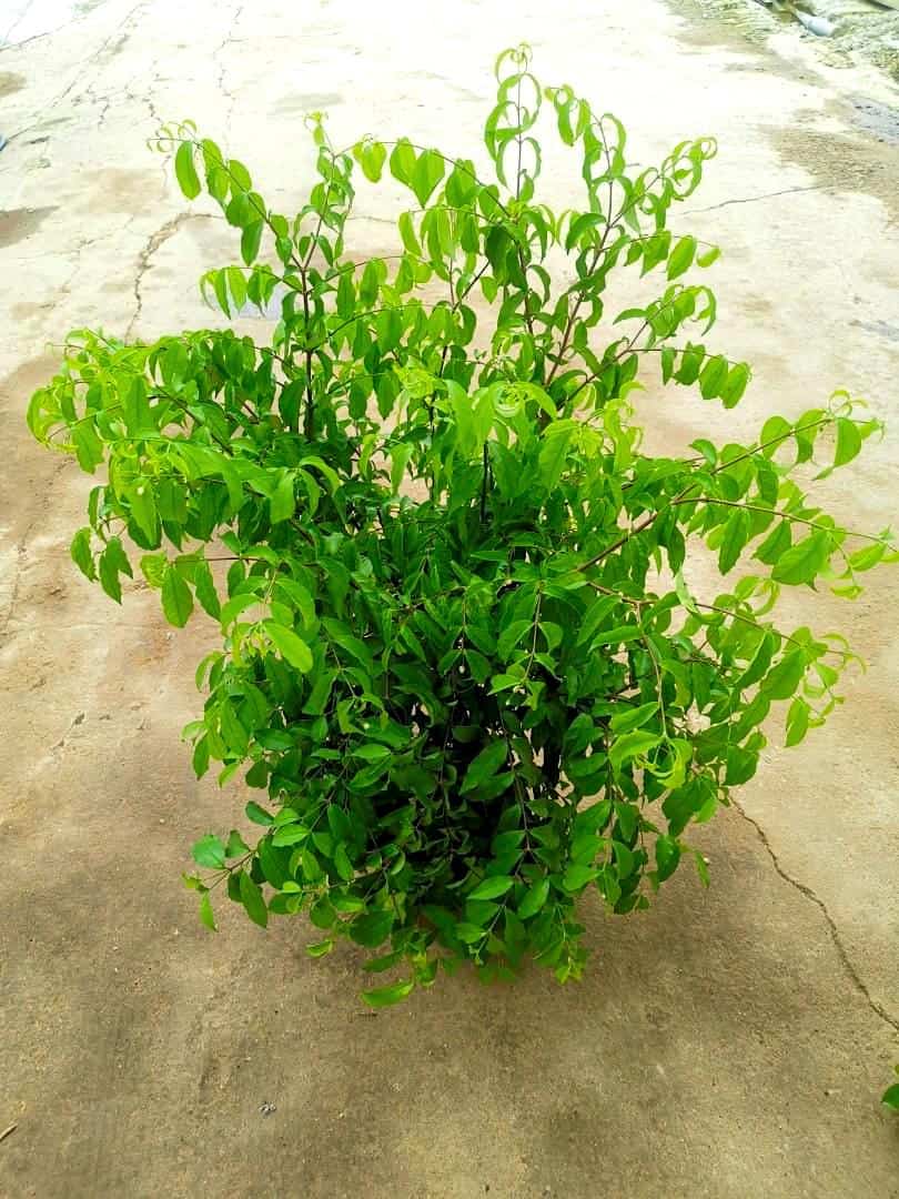 Wrightia » Flowering Plants