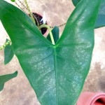 Alocasia Zebrina Exotic » Foliage