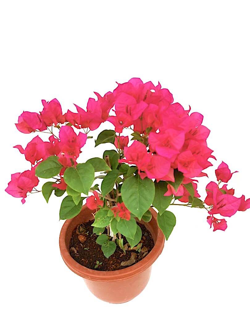 Bougainvillea with Dark Pink Flowers - 24 cm (D) Pot » Flowering Plants