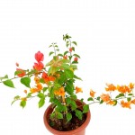 Bougainvillea with Mixed Colour Flowers - 24 cm (D) Pot » Flowering Plants