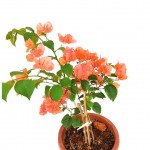 Bougainvillea with Salmon Colour Flowers - 24 cm (D) Pot » Flowering Plants