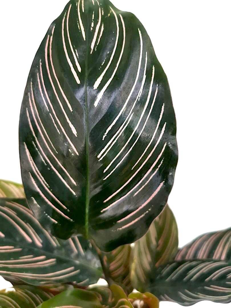 Calathea Ornata (Pinstripe Plant) » Foliage Calathea Ornata (Pinstripe Plant) » Foliage