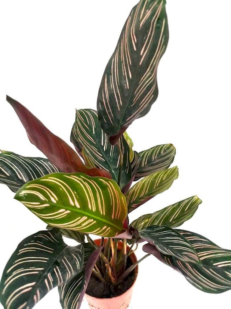Calathea Ornata (Pinstripe Plant) » Foliage