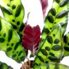 Calathea Lancifolia (Rattlesnake Plant) » Foliage