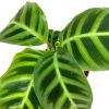 Calathea Zebrina » Foliage
