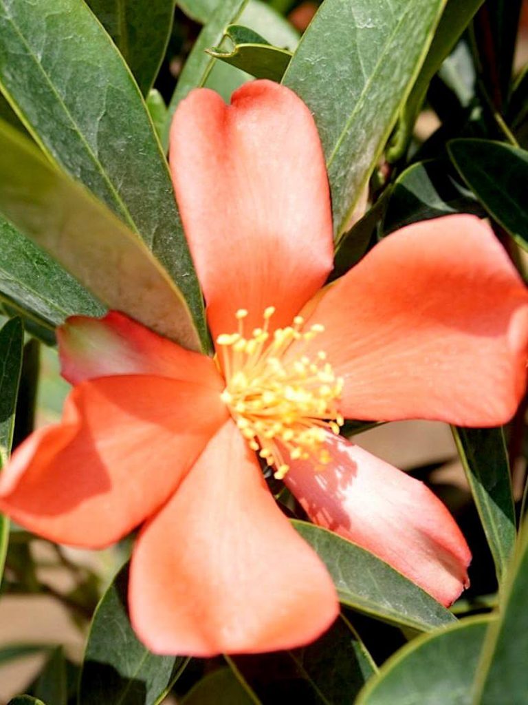 Camellia Flower » Flowering Plants