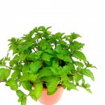 Common Mint » Herbs n' Spices