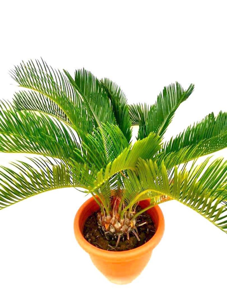 Cycas Palm 26 cm (D) » Foliage