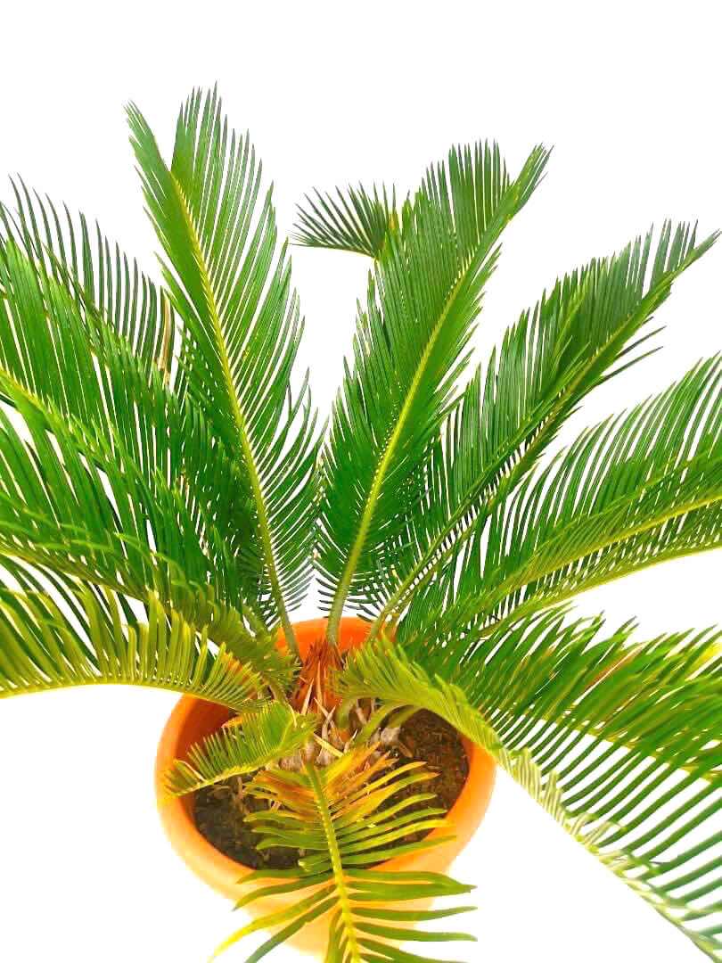 Cycas Palm 26 cm (D) » Foliage Cycas Palm 26 cm (D) » Foliage