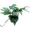 Epipremnum Dragon Tail » Foliage