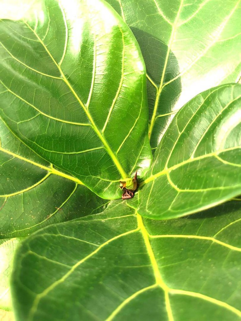 Ficus Lyrata Mini » Foliage