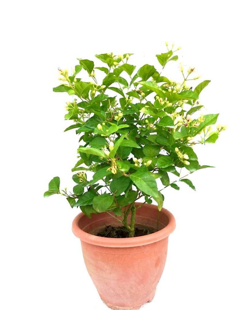Jasmine Plant - Single Layer » Flowering Plants