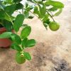 Lemons » Fruit Trees