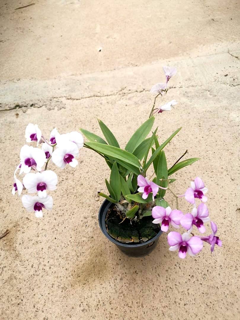 Mini Dendrobium Orchid » Flowering Plants • Teo Joo Guan