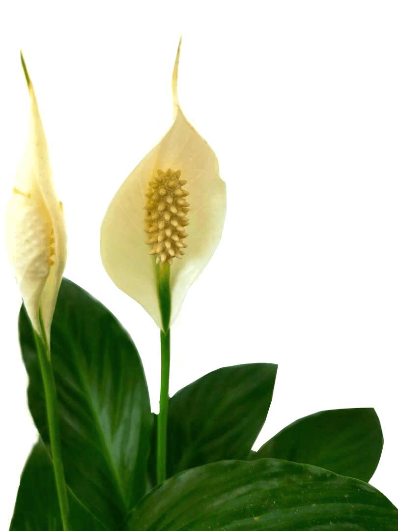 Peace Lilies » Flowering Plants Peace Lilies » Flowering Plants