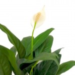 Peace Lily » Flowering Plants