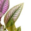 Shimmery Persian Shield Leaves » Foliage
