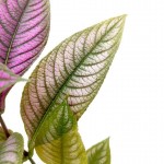 Shimmery Persian Shield Leaves » Foliage