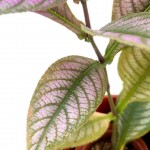 Persian Shield Plant » Foliage