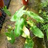 Philodendron Burle Marx » Exotic Foliage