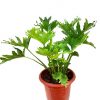 Philodendron Selloum » Exotic Foliage