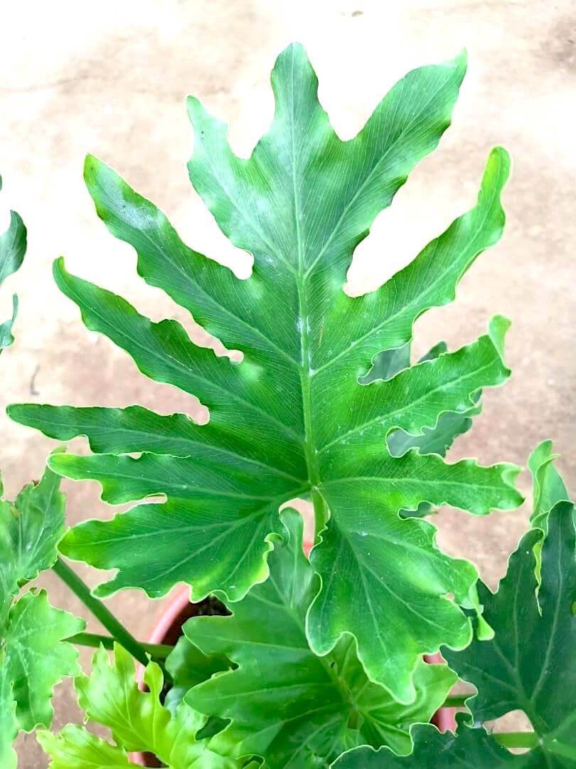 Philodendron Selloum » Exotic Foliage Philodendron Selloum » Exotic Foliage