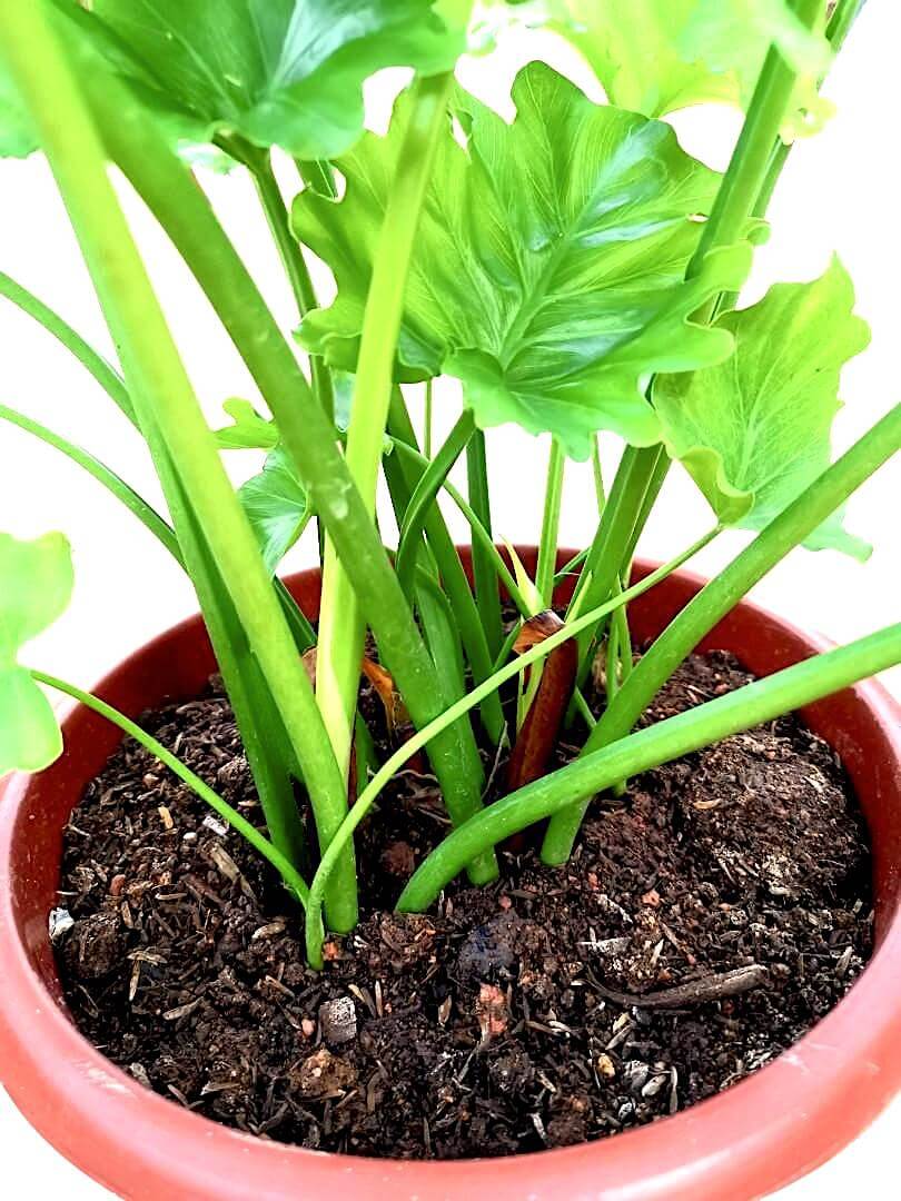 Philodendron Selloum » Exotic Foliage Philodendron Selloum » Exotic Foliage