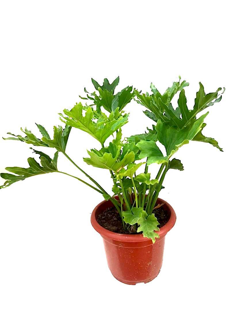 Philodendron Selloum » Exotic Foliage Philodendron Selloum » Exotic Foliage