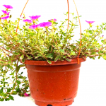 Portulaca Hanging Plant » Flowering Plants
