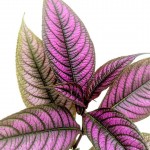 Purple Persian Shield » Foliage