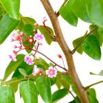 Averrhoa Carambola (Starfruit) Flowers » Fruit Trees
