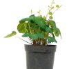 Stephania Erecta - Pot Diameter 15 cm » Foliage