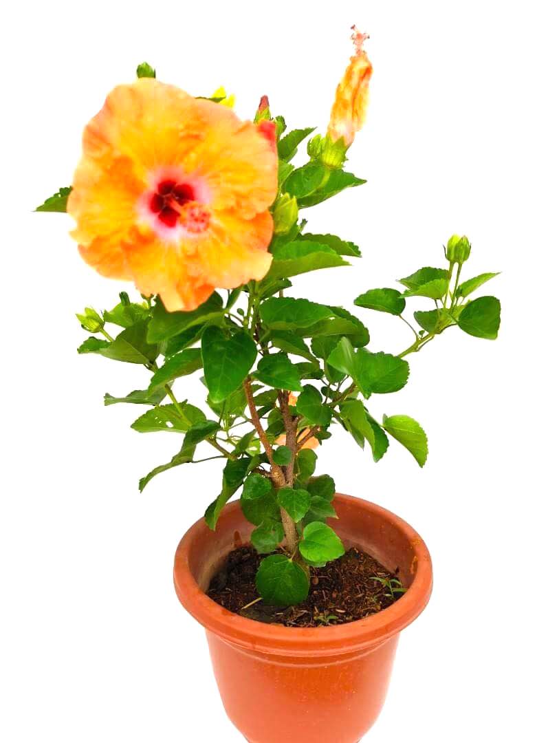 Thailand Hibiscus Orange Flowers » Flowering Plants
