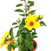 Thailand Hibiscus Yellow Flowers » Flowering Plants